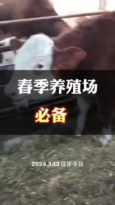春季养殖场，常用的#肉牛养殖 #养殖户 #全国养牛人 #科学养殖 #科学喂养