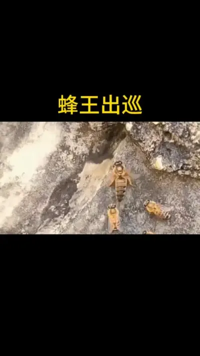 蜂王不管走到哪，都有工蜂相随饲喂#蜂王 #蜜蜂养殖 #三农