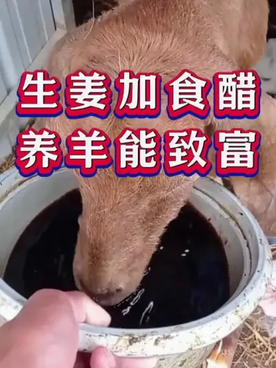 生姜加食醋养羊能致富 #养羊 #三农 #新手养羊 #养殖