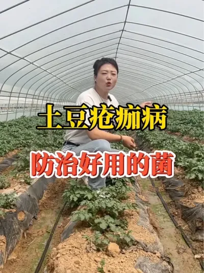 防治土豆疮痂病好用的微生物菌@抖音小助手 #疮痂病 #微生物