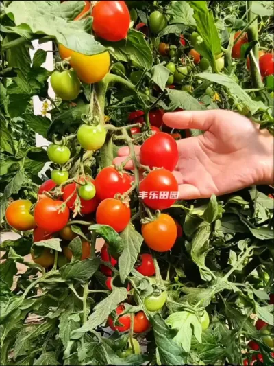 种菜的意义就是让我们吃上绿色健康的蔬菜#蔬菜种植 #种植小技巧 #蔬菜专用肥 #绿色健康 #阳台种植