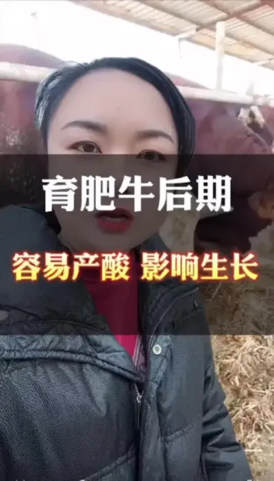 育肥牛到了后期，容易酸大，影响牛的生长#肉牛养殖 #全国养牛人 #养殖户 #西门塔尔牛