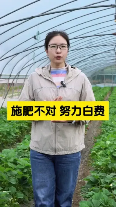 庄稼一枝花，全靠肥当家！#启明生物大师姐 #草莓种植管理技术和方法 #农业种植 #新农人计划 #三农