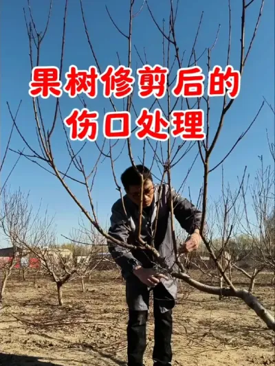 果树修剪后的伤口应该及时处理，可以用这个#树木伤口愈合剂 #愈合剂 #愈合剂随剪随抹促进伤口愈合 #果树修剪 #果树管理