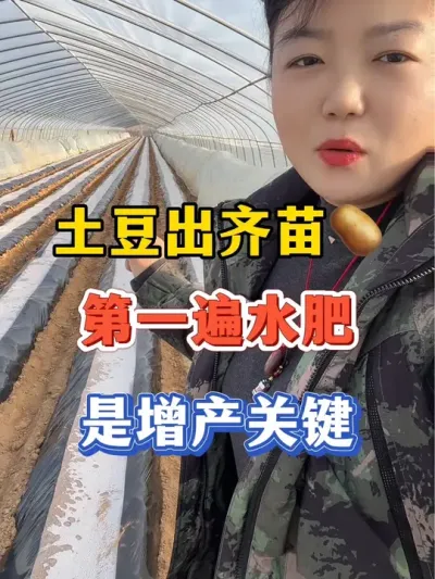 土豆出齐苗后的第一遍水肥也是增产关键@抖音小助手 #土豆 #土豆高产种植