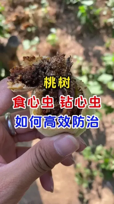桃树钻心虫食心虫如何高效防治#桃树种植 #蚜虫防治 #桃树蚜虫 #桃树管理 #分享农业知识帮农民增产增收
