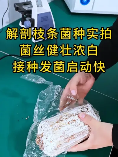 平菇枝条菌种，菌丝健壮浓白，需要平菇栽培种的老板可以联系我#平菇种植 #平菇菌种 #食用菌栽培种 #栽培种