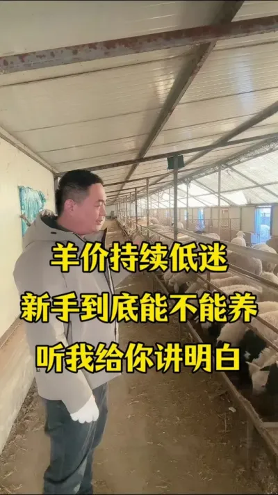 羊价持续低迷 新手到底能不能养 今天给大家讲一下    #牛羊养殖   #每天分享牛羊养殖小知识   #服务三农