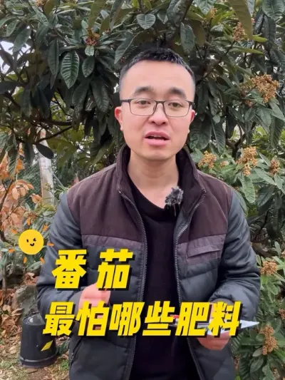 番茄最怕哪些肥料？#我的小菜园 #关注我一起学种菜 #种植小技巧 #学种菜 #我爱种菜