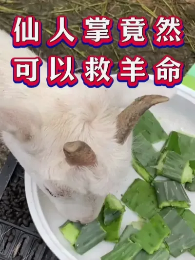 仙人掌竟然可以救羊命 #养羊 #三农 #新手养羊 #牛羊养殖