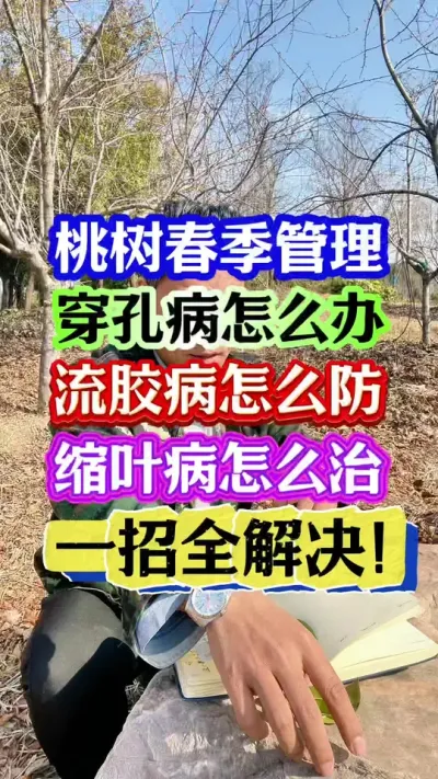 #桃树种植 #病虫害防治 #桃树管理 #抖音助农 #分享农业知识帮农民增产增收