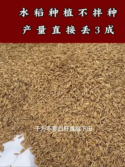 水稻种植拌种防虫防病又增产 #水稻种植#拌种剂 #服务三农支持三农 #水稻高产 #增产增收小配方