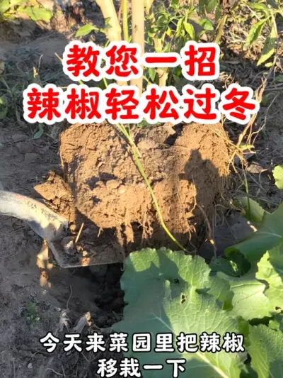 教您一招，让辣椒轻松过冬 #辣椒种植 #关注我一起学种菜 #在家种菜 #我的小菜园 #来抖音学农技