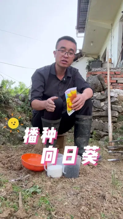 向日葵怎么播种？播种向日葵过程？#关注我一起学种菜 #学种菜 #种植小技巧 #我的小菜园 #一分耕耘一分收获