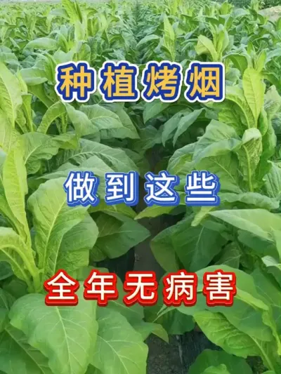 怎样做，才能让烤烟全年无病害 #服务三农支持三农 #病虫害防治 #烤烟 #烤烟种植技术与管理 #烤烟种植
