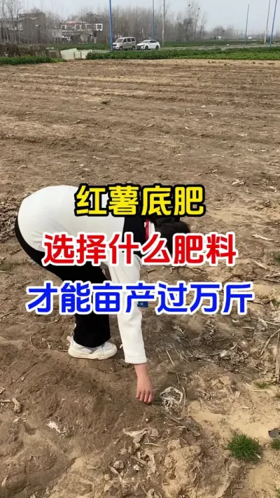 红薯底肥用什么配方亩产过万斤#红薯种植#红薯底肥#红薯管理#红薯高产