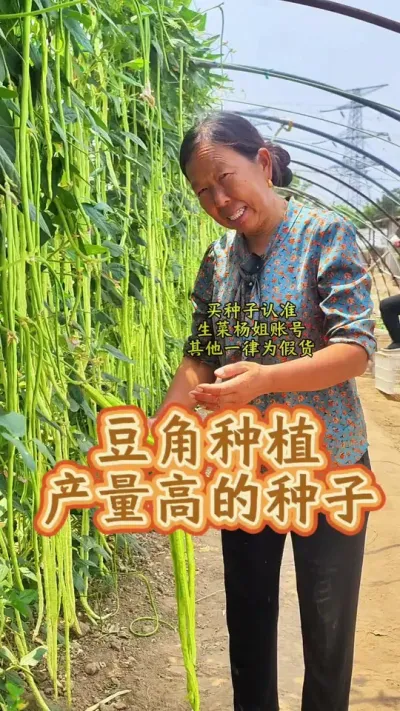 豆角高产种植的种子 豆角产量高种植的种子#豆角种植 #豆角高产技术 #蔬菜种植 #蔬菜种子 #生菜杨姐