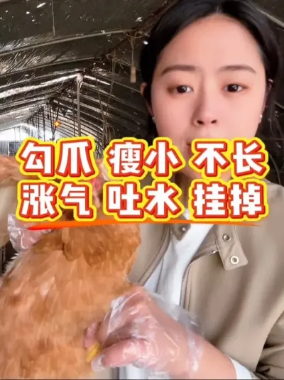 鸡勾爪瘦小不长涨气吐水挂掉 鸡有以上情况，切勿大意。#科学养鸡 #鸡病防治 #养殖小妙招 #鸡鸭鹅养殖 #抖音养鸡人