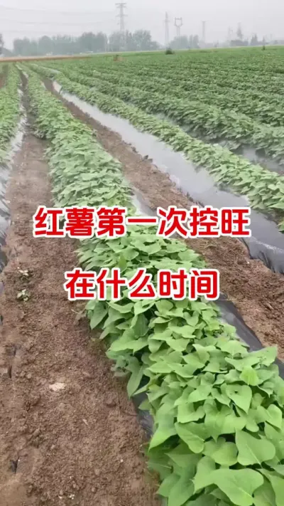 红薯第一次控旺在什么时间#红薯种植#红薯控旺#红薯管理#红薯高产#种植小技巧