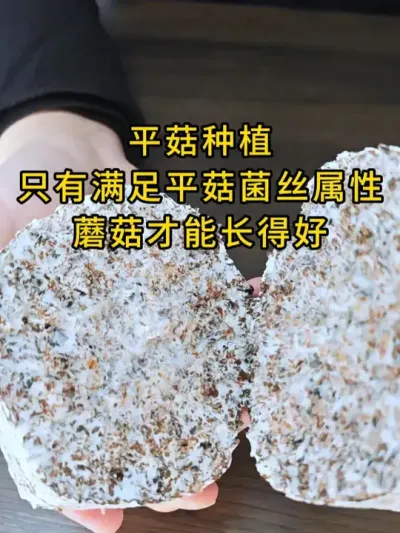 平菇种植，只有满足了菌丝属性，蘑菇才能长得好，点击下方链接了解更多。#平菇种植 #平菇种植技术 #种植课程