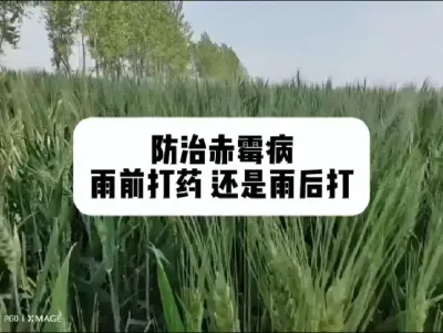 #抖音助农#农业人话农业 #分享农业知识帮农民增产增收