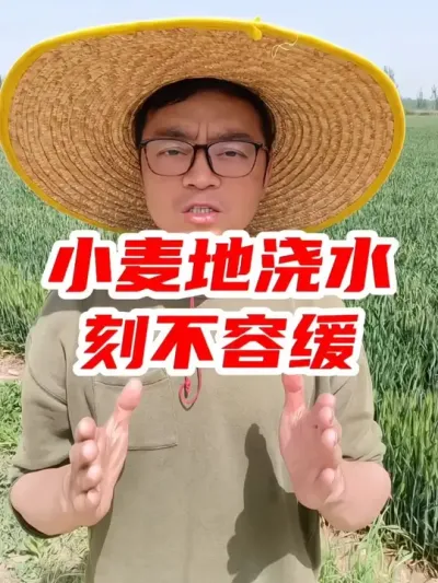 小麦地孕穗期浇水，刻不容缓！ #小麦种植 #小麦 #小麦浇水 #热点 #抖音助农