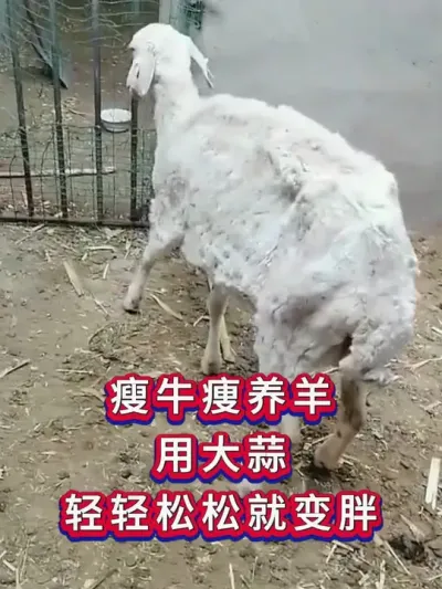 瘦牛瘦羊用大蒜轻轻松松就变胖 #养羊 #养羊人 #养羊经验 #养羊三农
