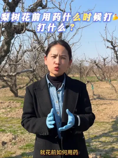 问花前什么时候打药，让方方出方案的粉丝朋友可以围观了#来抖音学农技 #果树管理 #公梨变母梨 #梨树 #果树种植