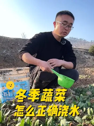 冬季蔬菜怎么正确浇水？冬天如何给蔬菜浇水#关注我一起学种菜 #我的小菜园 #种植小技巧 #记录我的种植生活 #自己种的纯天然的绿色蔬菜