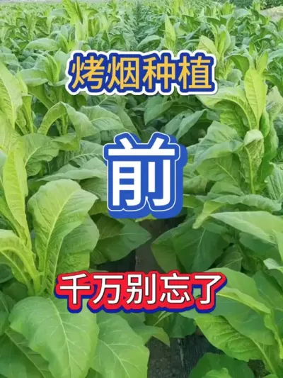 烤烟种植前，千万别忘了这件事！ #服务三农支持三农 #烤烟 #烤烟种植 #烤烟种植技术与管理 #农业种植
