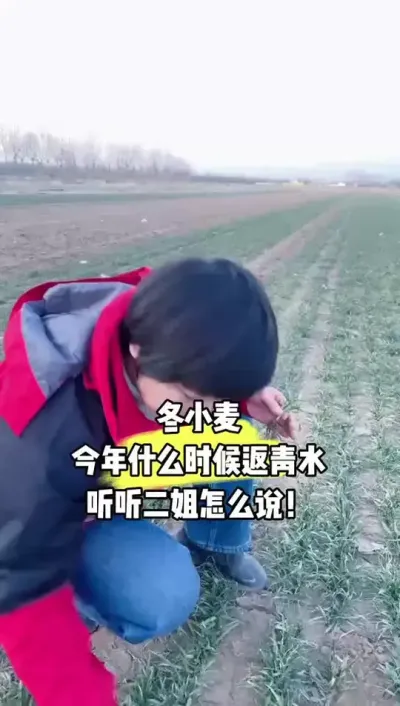 冬小麦，今年什么时候浇返青水？ #田间地头 #小麦#农业