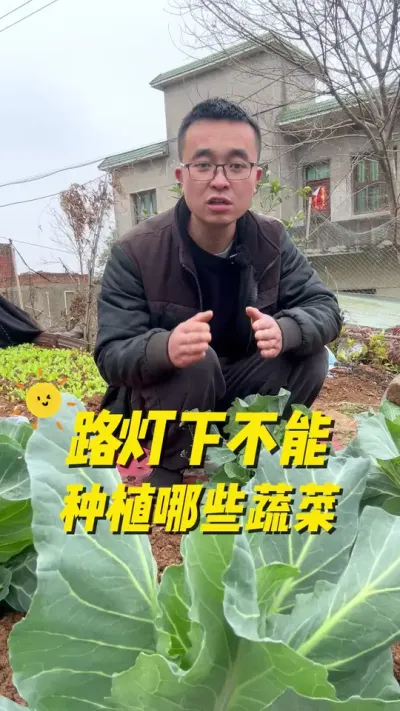 路灯下不能种植哪些蔬菜？路灯下面为什么种不好蔬菜？#每天分享蔬菜种植技巧 #关注我一起学种菜 #我爱种菜 #种植小技巧 #学种菜