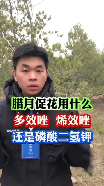 腊月促花用什么，怎么用#果树管理 #果树种植 #果园管理 #柑橘种植