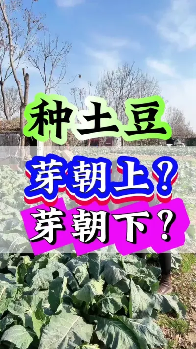 种土豆芽朝上芽朝下？#土豆种植 #土豆 #种植小技巧 #三农 #种土豆