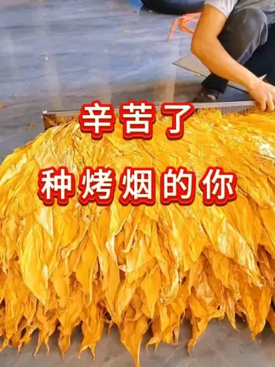 辛苦了，种烤烟的你 辛苦了，种烤烟的你#服务三农支持三农 #烤烟种植技术与管理 #烤烟 #烤烟种植 #辛苦了