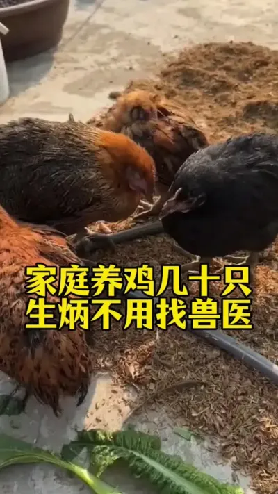 家庭养鸡几十只，生炳不用找兽医#养鸡#养鸡妙招#科学养鸡#鸡鸭鹅养殖#散养土鸡