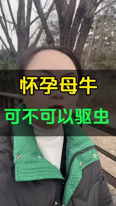 怀孕母牛要不要做驱虫#养殖户 #肉牛养殖 #全国养牛人 #西门塔尔