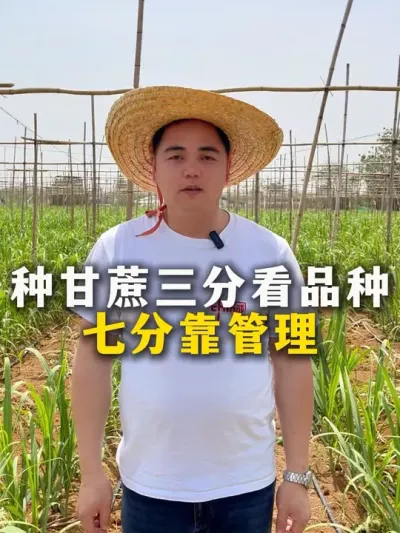 种甘蔗三分看品种，七分靠管理#农业种植 #一份耕耘一份收获 #甘蔗#甘蔗种植 #种植小技巧