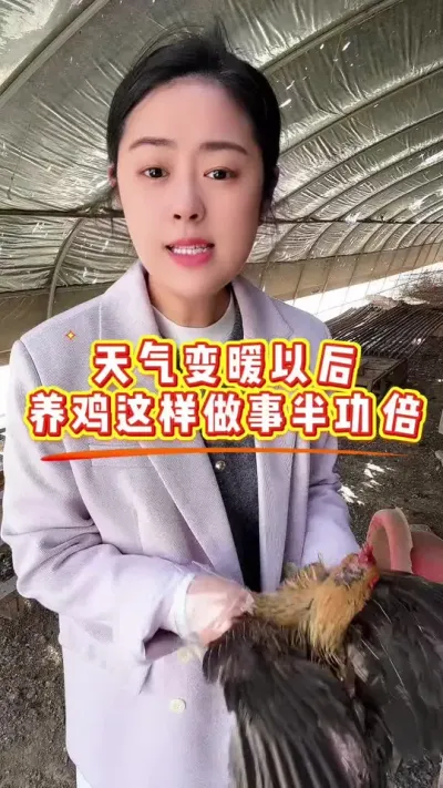 天气变暖以后，养鸡这样做事半功倍 #鸡鸭鹅养殖 #科学养鸡 #服务三农支持三农 #鸡病防治 #抖音养鸡人
