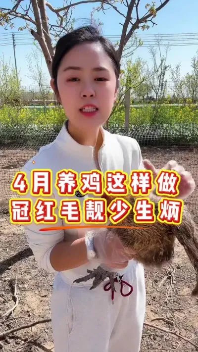 四月养鸡这样做冠红毛靓少生炳你只需要在给鸡鸭鹅喝水的时候加入一样东西#养鸡#科学养鸡#散养土鸡#鸡病防治#养鸡妙招