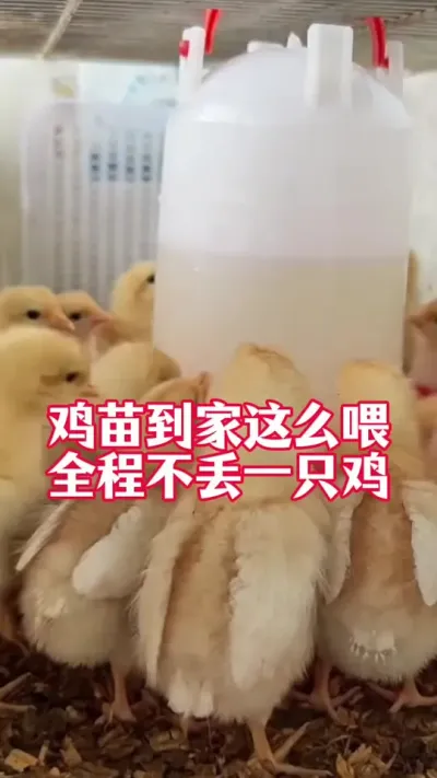 鸡苗到家这么喂，全程不丢一只鸡#养鸡#鸡苗#科学养鸡#育雏#散养土鸡