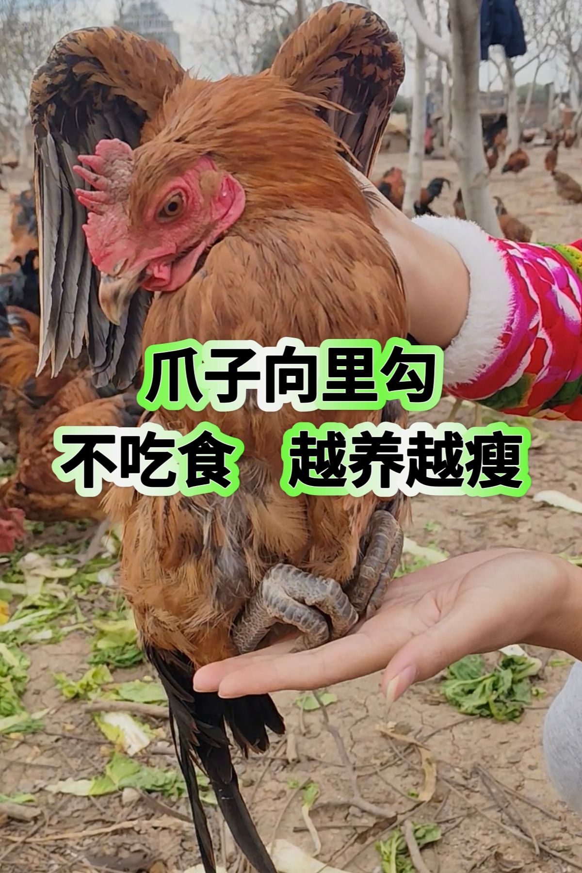 http://static.ixuenong.com/pxn/uploads/prod/thirdfile/2025/05/e4256ffdaef19d629969976e4bb69479.jpg