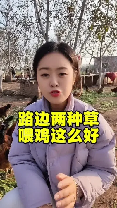 #养鸡#养鸡妙招#科学养鸡#鸡鸭鹅养殖#散养土鸡