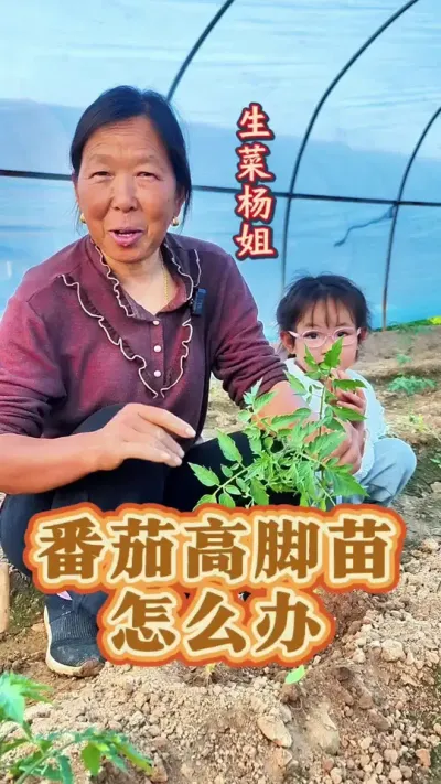 番茄高脚苗怎么办 番茄高脚苗不要怕咱有办法#番茄种植 #西红柿种植 #蔬菜种植 #生菜杨姐 #种植小技巧