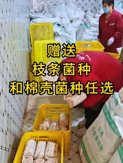 平菇种植，赠送枝条菌种和棉壳菌种任选，点击下方小黄车了解更多。#平菇种植 #平菇菌种 #食用菌栽培种 #平菇技术
