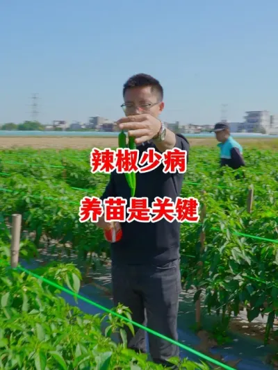 想把辣椒的品质做好养苗很重要#辣椒种植 #辣椒 #小米辣 #线椒 #来抖音学农技