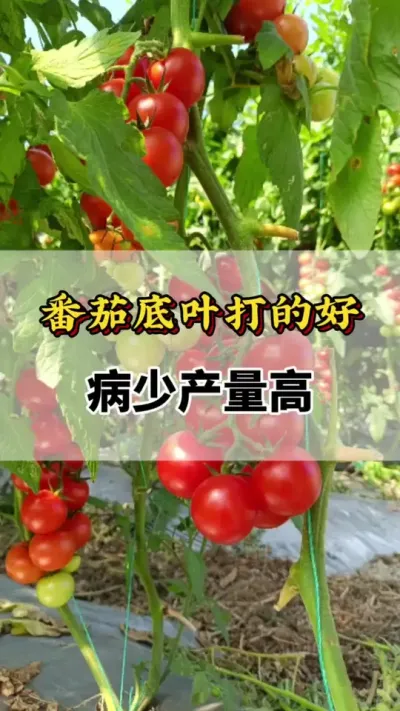 番茄底叶打的好，病少产量高#番茄种植方法及管理技术 #西红柿种植技术与管理法 #番茄打侧枝 #番茄打底叶 #番茄种植技术