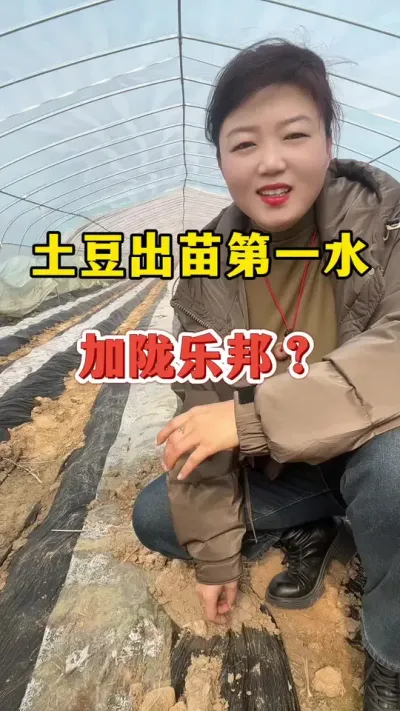 土豆出苗后第一水需要加陇乐邦？#土豆种植 @抖音小助手