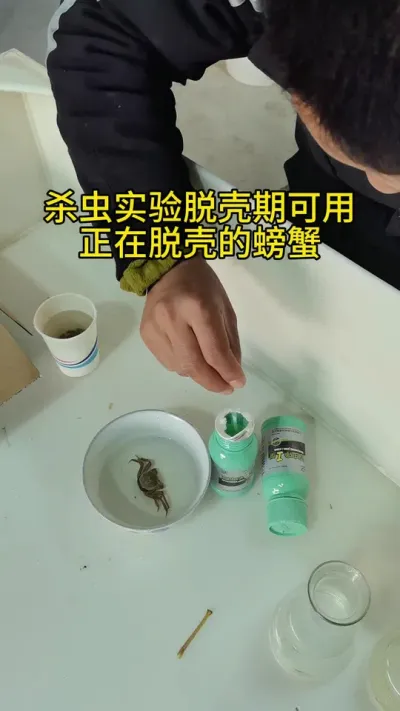 吃草虫无处可躲 #水产养殖 #河蟹养殖