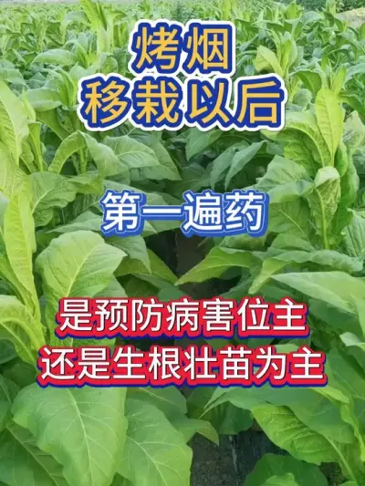 烤烟移栽以后的第一遍药是以预防病害为主还是生根壮苗为主？ #烤烟种植技术与管理 #烤烟种植 #烟草种植 #烟草种植技术